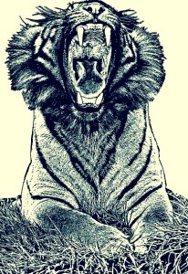 sumatran tiger - BMFTL